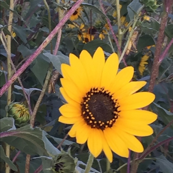 Meet your Posher, Kathleen - Picture 1 of 1